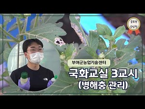 [국화] 국화 교실 3교시(병해충 관리)