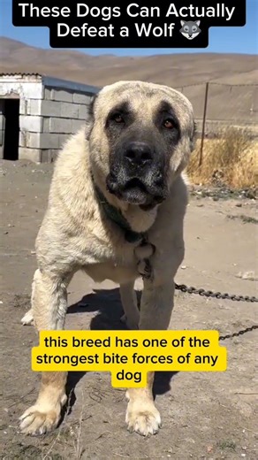 These Dogs Can Actually Defeat a Wolf 🐺