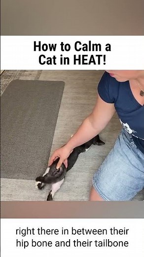 How to Calm your Female cat when in HEAT!