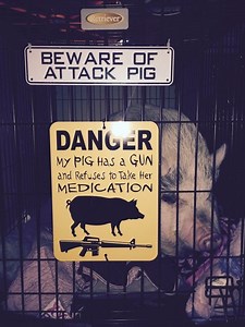 Common Mini Pig Behavioral Issues: Examples and Solutions