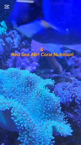 視We like to treat our corals to a blend of Ocean Nutrition frozen...