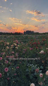 4.9K views · 501 reactions | Or ‘what people think flower farming is...