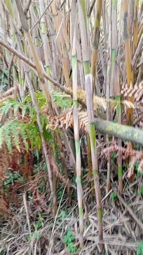 Check the Video down below #mountains