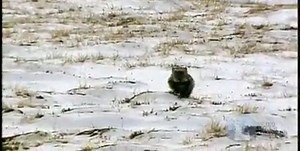 Remember this classic Outdoor Idaho episode? In "Working For Wildlife," we learn about the wolverine...to many of us that means a mutant with metal claws and healing power, one of the most ferocious heroes in the universe. In reality, the wolverine resembles a small powerful bear, and trapping them is not for the faint of heart. We follow researchers outside of McCall as they attempt to capture and tag one of these ferocious creatures. Watch "Working For Wildlife," tonight at 8PM on the Idaho Ch