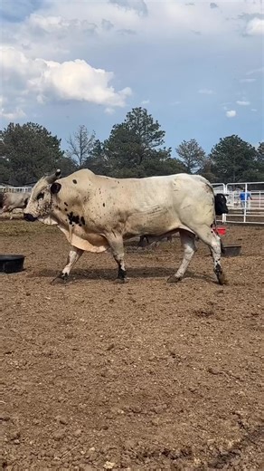 Now VS THEN!!!!#007 #jamesbond #bullwon #codywebsterbullfighting | Cody Webster