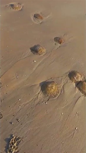 Live highlight colva beach ⛱️ 11/12/2025 #colvabeach #colva #short #viral