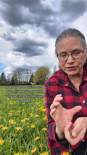 Make Pickled Dandelion Buds! These are best with unopened Dandelion flowers. The smaller they are the better, when they're tight and not yet opening. Taken from my online course, “Wild & Medicinal Plants” Trilliumherbalstudy.thinkific.com #myherbaljourney #herbalife #herbalism #herbalism101 #plantmedicine #herbs #foraging #foragingtiktok #wildfood #wildfoodforaging #pacificnorthwestgardening #edibleweeds #herbalist #herbalmedicine #pickles #pickled