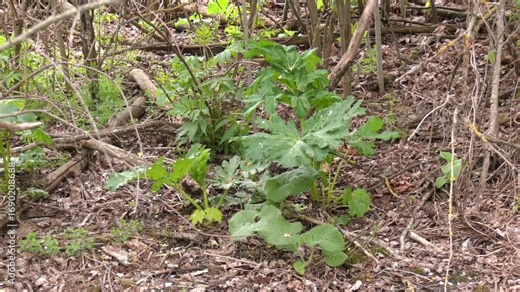 Giant Hogweed (Heracleum mantegazzianum) is a highly invasive and toxic plant whose sap causes severe skin burns when exposed to sunlight. Heracleum sosnowsky - a dangerous, invasive plant