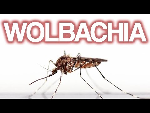 Wolbachia: The Bacteria That Could Change Everything 🌏