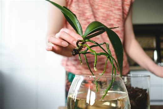 Orchid Care for Beginners: Your Complete 10-Step Guide to Growing Orchids