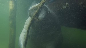 19K views · 538 reactions | Check out this manatee munching! Manatees have impressive lips. They are bristly and prehensile (meaning they can grasp) and manatees can move them independently. They can use them almost like a fork and knife as they eat vegetation. Video used with permission from the Jefferys/Beadsworth family at Crystal River National Wildlife Refuge. | U.S. Fish and Wildlife Service | Facebook
