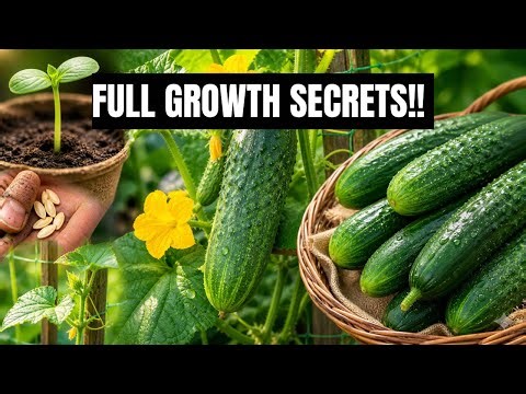 How To Grow Cucumbers (From Start To Harvest.)