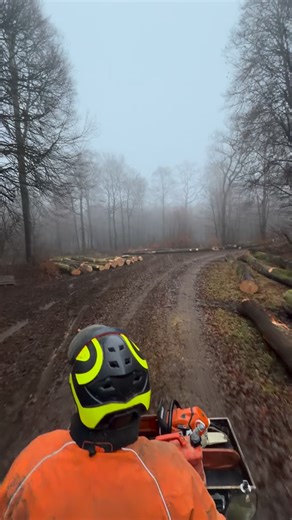 @bucheron.mart on Instagram: "Timber Life 🤠🌳 . . #bucheronmart #stihl #stihlms stihlms881 stihltimbersports stihlchainsaw stihlms500i ms661 ms500i chainsaw lumberjack timber logger logging loggerlife loggers logginglife tree trees work treework treeworker job metier arboriculture bucheron wood treefalling"