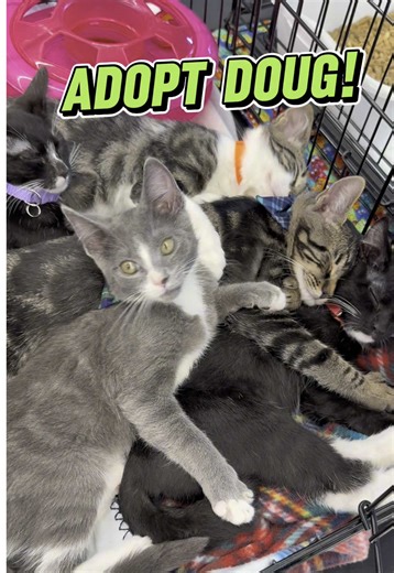 Kitty Kat Haven & Rescue on TikTok