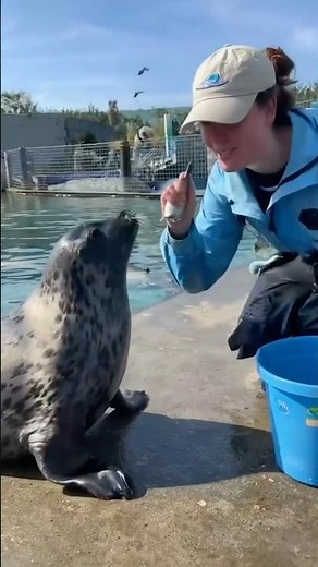 Sea Otters and Seals at Play #wildlife #funny