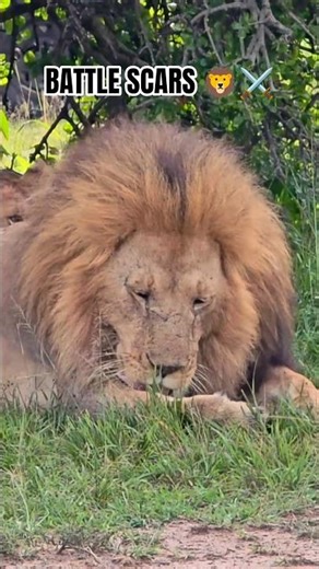 HEALING A WARRIOR: The Lion King Tends to His Battle Scars 🦁🩹 #Shorts #lion #bigcats #lionking