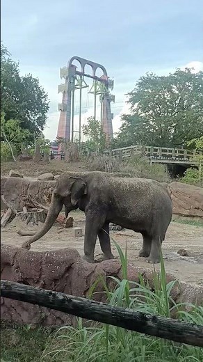 The Best View of the Elephants at Busch Gardens Tampa! 🐘 (Habitat Tour)