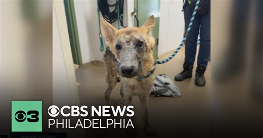 Nearly 100 animals rescued from dirty, overcrowded home in Lancaster County, Pennsylvania