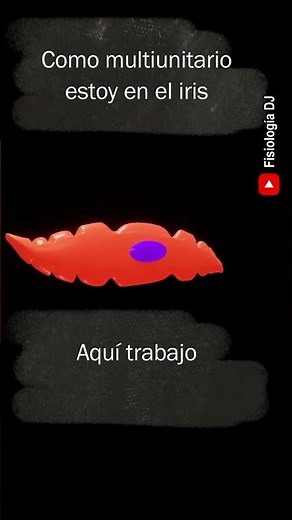Célula muscular | Células musculares | Célula muscular lisa