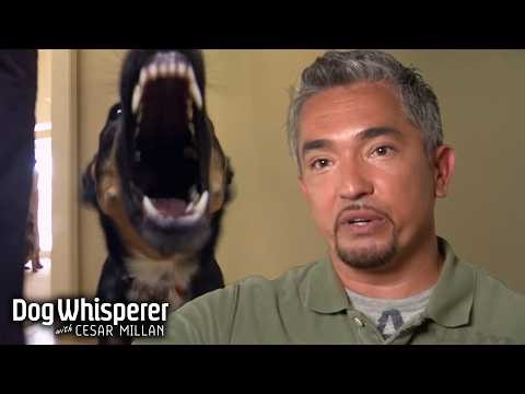 Season 3 Episodes 5&6 | Shepherd Mix Won't Stop Attacking Elderly Woman