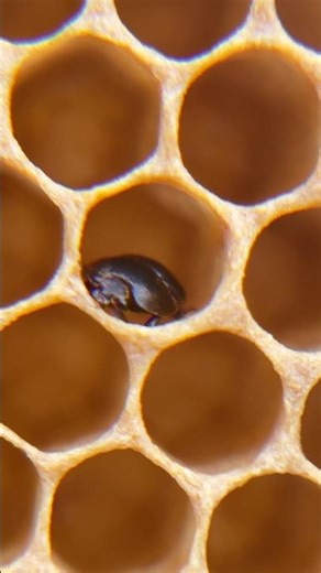 Pollen patties can attract hive beetles! #beekeeping #beekeeper #hivebeetles #pollen #bees