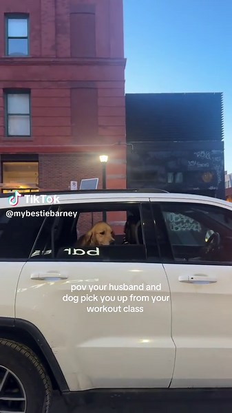 Barney the Golden Retriever on TikTok