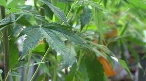 11 new conditions approved for Michigan medical marijuana license application