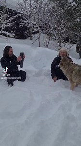 😍😁🐺 | POLAR PARK Arctic Wildlife Centre
