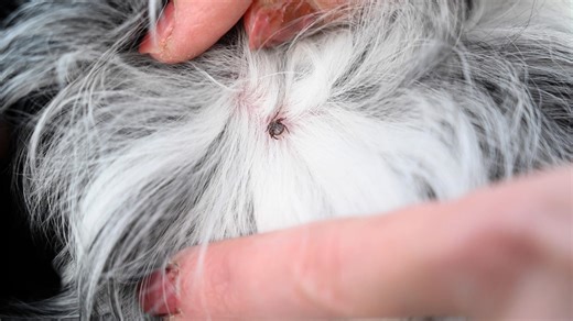 Newly identified tick-borne bacterium in US dogs