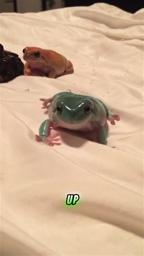 Frog Pee #animalshorts #cuteanimals #frogs #frogshorts #amphibians #funnyfrogs