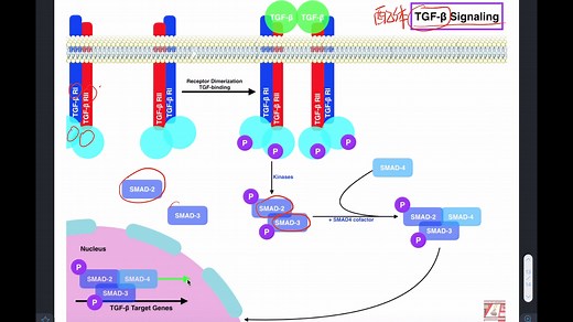 TGF-β Signaling信号通路、smad2、smad3、smad4