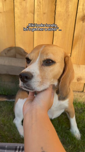 181K views · 4.2K reactions | Thinking of getting your dog a dog? You might want to think again… It’s definitely a love-hate relationship 藍 koko is much calmer now that she’s older, but she was a little GREMLIN when she was a teenager Not sure if Kiki will ever forgive us for this!! #dog #beagle #funnydog #viralvideos | Beagles Kiki & Koko | Facebook