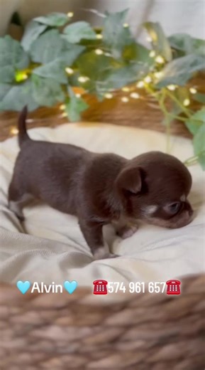 Ten uroczy piesek rasy chihuahua szuka kochającego domku 🏡 W dniu odbioru będzie: ✔️ zaszczepiony ✔️ zaczipowany ✔️ odrobaczony ✔️ z książeczką zdrowia ✔️ metryką ✔️ wyprawką 🎁 Może to właśnie Ty dasz mu dom na całe życie? 🐾💛 #chihuahua #szczeniak #piesek #szukadomu #kochampsy