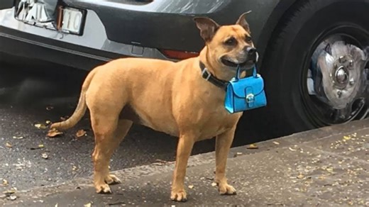 Dogs Failing at Being Dogs Funniest Video Compilation