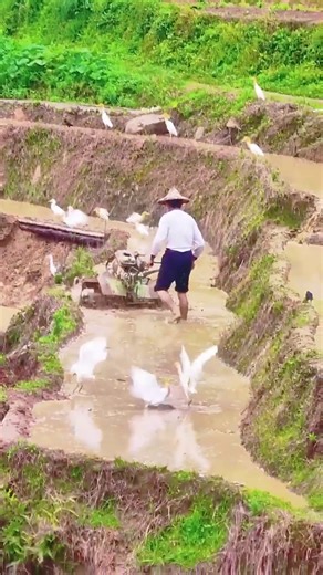 In early summer, hundreds of egrets dance elegantly among the mountains of SE China's Fujian Province, creating a beautiful idyllic scenery. In recent years, Nan'an has continuously advanced the integrated development of ecological agriculture, transforming farmland into natural habitats for wild birds such as egrets. #idyllic #countryside #chinatravel #birds #beautiful #nature #rarespecies | Miss Panda