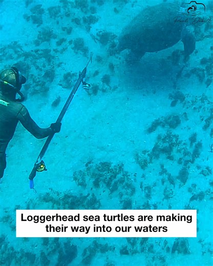 13K views · 425 reactions | Multiple Loggerhead sightings! ✨ While spearfishing at 75 feet, we encountered several Loggerhead sea turtles. With nesting season starting, these amazing creatures are making their way through our waters. Always an incredible sight to see! Filmed March 14th, 2025 in Jupiter, Florida. | Paul Dabill Photography | Facebook