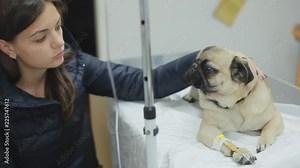 A sick pug dog in a veterinary clinic with a catheter in the paw, girl strokes and regrets pug