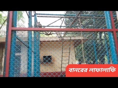 বানরের লাফালাফি দেখুন । Mohammad Shahadat