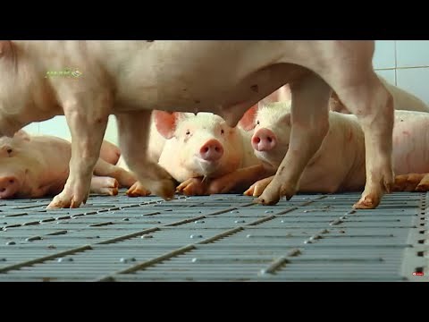 Cría de Cerdos (Porcicultura) PARTE 2