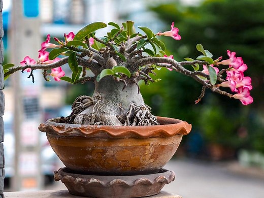How to grow a desert rose