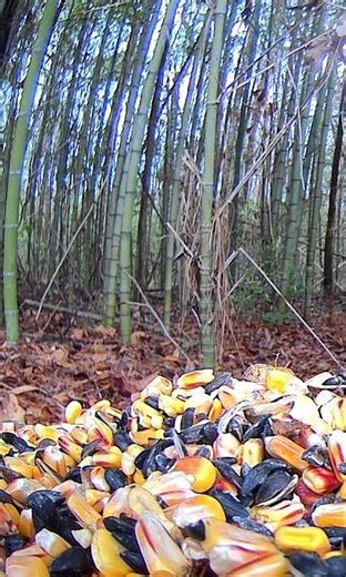 The Lil chipmunk will figure it out soon🥰🥰