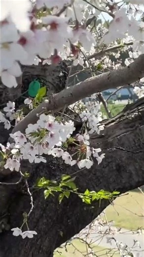 岡山 桜カーニバル 満開🌸 Cherry Blossom
