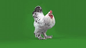 Big Cock Images – Browse 11,059 Stock Photos, Vectors, and Video