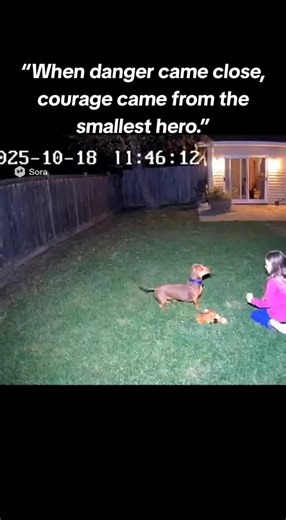 Courage from the Smallest Hero: A Cat's Brave Act