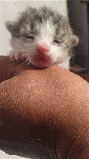 memo cute baby 😺😘 #animation #cat #viralvideo #kitten #cute #cutecat #memo #funniestvideo