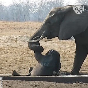 Elephant doesn't give up on calf | Crafty School