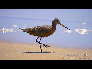 HDObservations : Hudsonian Godwit (4K UHD)