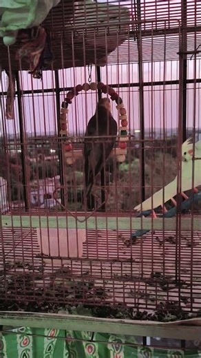 Cutest Bird Whistle Ever! 🐦✨
