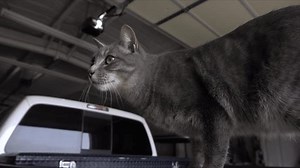 Domestic Cat On Back Pickup Truck Stock Footage Video (100% Royalty-free) 3425364551 | Shutterstock