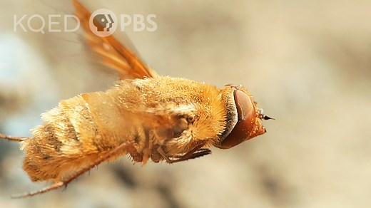 A “bee fly” looks a bit like a bee, but it’s a freeloader that takes advantage of a bindweed turret bee’s hard work. The bees dig underground nests and fill them with pollen they collect in the form of stylish “pollen pants.” As the bees are toiling on their nests, the flies drop their *own* eggs into them from the air. But the bees employ a tricky defense against the flies. | Deep Look • PBS